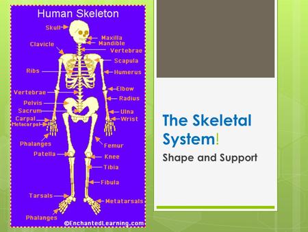 The Skeletal System ! Shape and Support.  The human skeleton consists of 206 bones. We are actually born with more bones (about 300), but many fuse together.