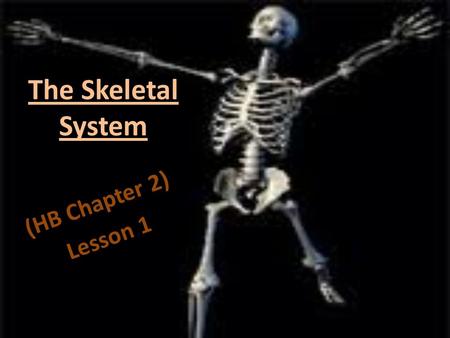 The Skeletal System (HB Chapter 2) Lesson 1. Backbone made up of 26 small bones. vertebrae.