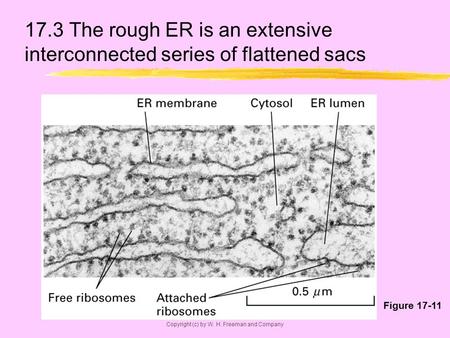 Copyright (c) by W. H. Freeman and Company 17.3 The rough ER is an extensive interconnected series of flattened sacs Figure 17-11.