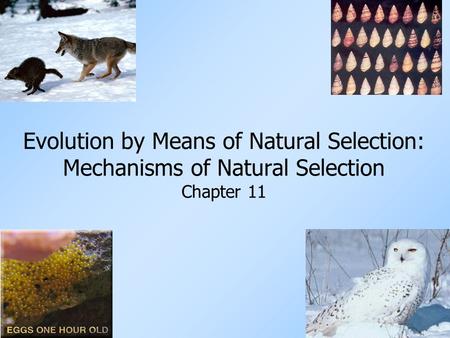 Evolution by Means of Natural Selection: Mechanisms of Natural Selection Chapter 11.