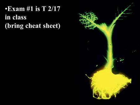 Exam #1 is T 2/17 in class (bring cheat sheet). Protein DNA is used to produce RNA and/or proteins, but not all genes are expressed at the same time or.