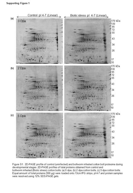 0 Dpa Control pI 4-7 (Linear) 170 kDa 130 95 72 55 43 34 26 17 10 Biotic stress pI 4-7 (Linear) 170 kDa 130 95 72 55 43 34 26 17 10 170 kDa 130 95 72 55.