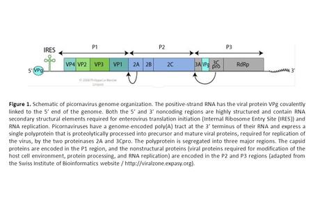 Figure 1. Schematic of picornavirus genome organization. The positive-strand RNA has the viral protein VPg covalently linked to the 5′ end of the genome.