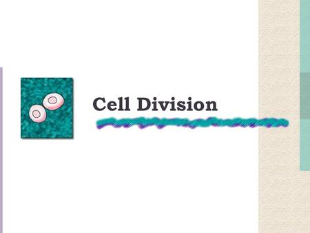 Cell Division.