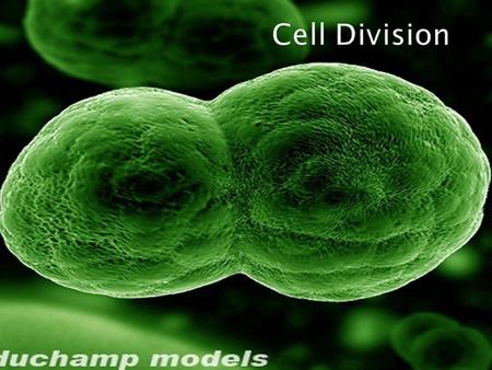  When a cell is not dividing, the DNA is in the form of a threadlike material called chromatin.  When a cell is about to divide, the chromatin condenses.