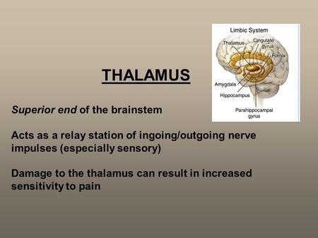 THALAMUS Superior end of the brainstem Acts as a relay station of ingoing/outgoing nerve impulses (especially sensory) Damage to the thalamus can result.