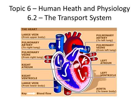 Topic 6 – Human Heath and Physiology 6.2 – The Transport System.