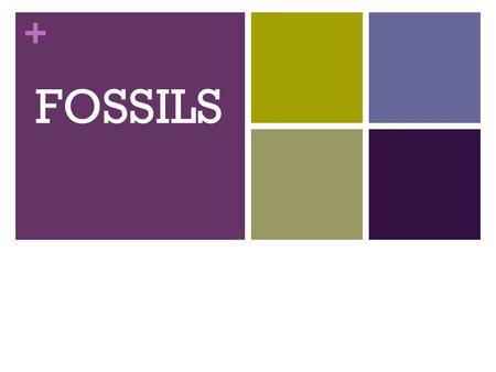 + FOSSILS. + OCTOBER 9, 2012 Schedule Critique Your Thinking Essay Due Friday Quiz Friday Lab Reports and Rock layer Models TURN IN if you have not. Do.