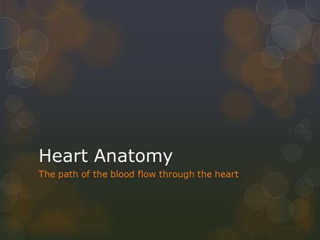 Heart Anatomy The path of the blood flow through the heart.