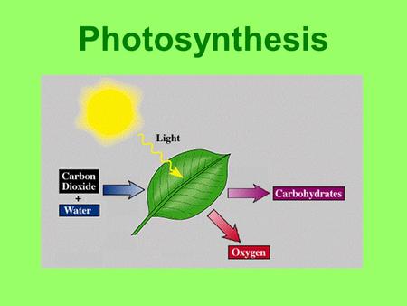 Photosynthesis Light Absorption Sun gives off visible light (ROYGBIV) Unabsorbed light reflects to our eyes –Most green light not absorbed by leaves.