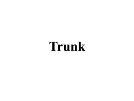 Trunk. Erector spinae Origin Sacrum; ribs; lumbar, thoracic, and cervical vertebrae Actions: Extension, rotation, and lateral flexion of vertebrae. Provides.