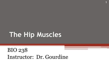 The Hip Muscles BIO 238 Instructor: Dr. Gourdine 1.