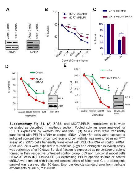 B Supplementary Fig S1. (A) ZR75- and MCF7-PELP1 knockdown cells were generated as described in methods section. Pooled colonies were analyzed for PELP1.