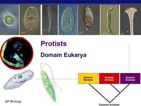 AP Biology Domain Bacteria Domain Archaea Domain Eukarya Common ancestor Protists Domain Eukarya.