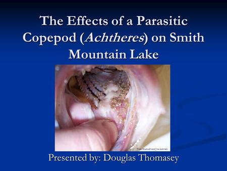 The Effects of a Parasitic Copepod (Achtheres) on Smith Mountain Lake Presented by: Douglas Thomasey Tom Shahady and Joe Ashwell.