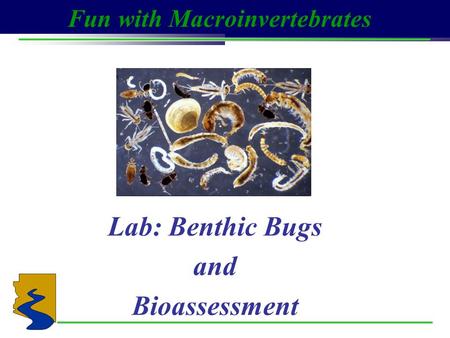 Lab: Benthic Bugs and Bioassessment