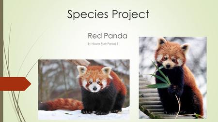 Species Project Red Panda By Nicole Rush Period 8.