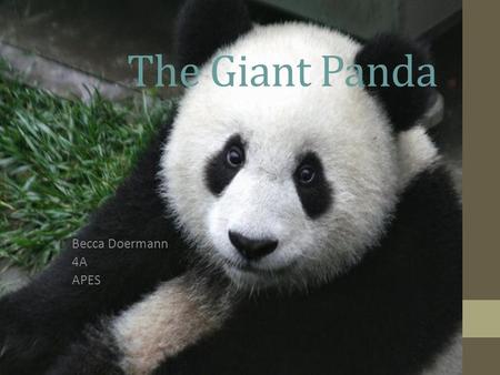 The Giant Panda Becca Doermann 4A APES. Description Adult pandas are more than 4 feet long They weigh from 220 to 330 pounds Their scientific name is.