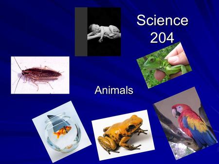 Science 204 Animals How do we group animals? Scientist group or classify animals into 2 categories. The first is called animals with backbones such as.