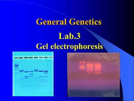 Lab.3 Gel electrophoresis