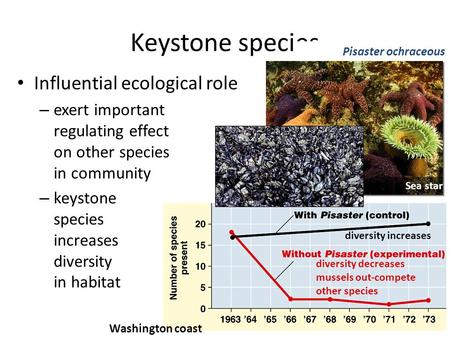 Influential ecological role – exert important regulating effect on other species in community – keystone species increases diversity in habitat Keystone.