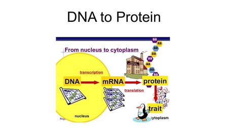 DNA to Protein. Chromosomes are made of tightly packed DNA A gene is a section of the DNA molecule that codes for a particular protein. The order of nitrogen.