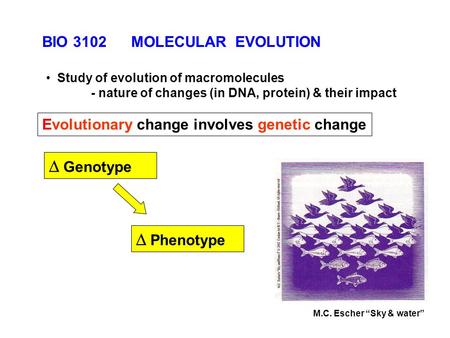 Evolutionary change involves genetic change   Phenotype   Genotype Study of evolution of macromolecules - nature of changes (in DNA, protein) & their.