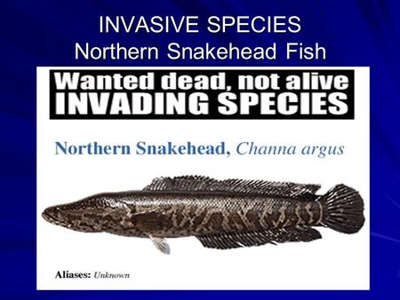 INVASIVE SPECIES Northern Snakehead Fish. Some History Native to Africa and Asia. First discovered in Maryland, USA in 2002.