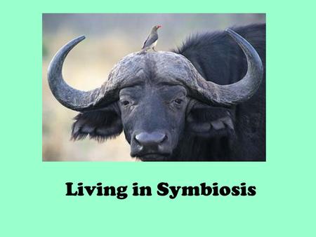 Living in Symbiosis. A win – win partnership between two or more organisms. They help each other.