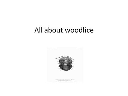 All about woodlice. What is a woodlouse? Woodlice are invertebrates, which means that they do not have a backbone. Woodlice are not insects but crustaceans.