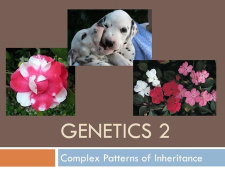 Complex Patterns of Inheritance