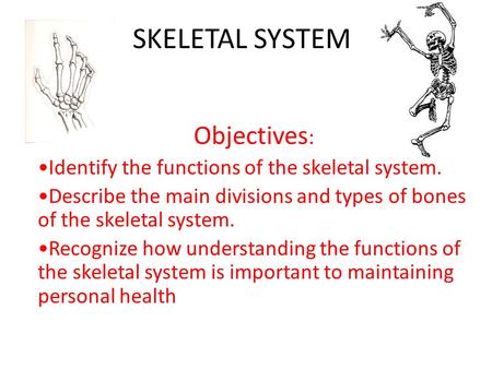 SKELETAL SYSTEM Objectives : Identify the functions of the skeletal system. Describe the main divisions and types of bones of the skeletal system. Recognize.