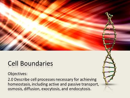 Work in pairs to make your model. (source:  fair/article/build-cell-membrane- model/?coliid=1012059)