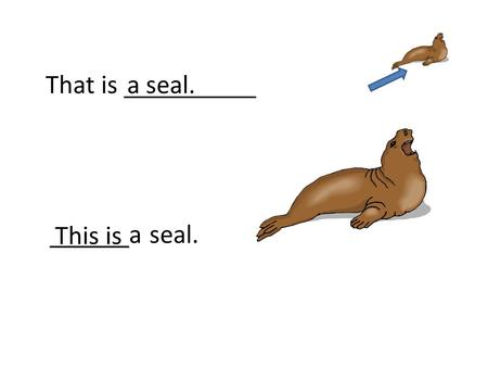 That is __________a seal. This is ______a seal.. Those are __________foxes. These are________ foxes.