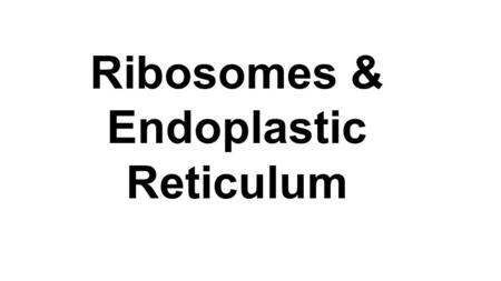 Ribosomes & Endoplastic Reticulum. Ribosomes Organelles that make protein Found in cytoplasm or bound to E.R. Made of two subunits: Nucleic acids and.