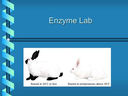 Enzyme Lab. Enzyme: Phenolase Reaction catalyzedReaction catalyzed Catechol + ½ O 2 -----------> 0-benzoquinone Catechol + ½ O 2 -----------> 0-benzoquinone.