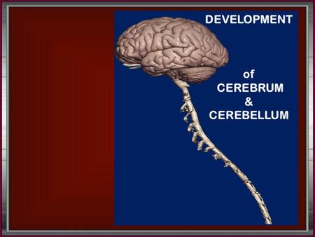 DEVELOPMENT of CEREBRUM & CEREBELLUM.