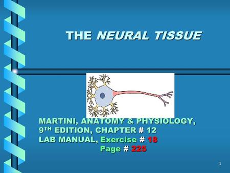 1 THE NEURAL TISSUE MARTINI, ANATOMY & PHYSIOLOGY, 9 TH EDITION, CHAPTER # 12 LAB MANUAL, Exercise # 18 Page # 225 THE NEURAL TISSUE MARTINI, ANATOMY.