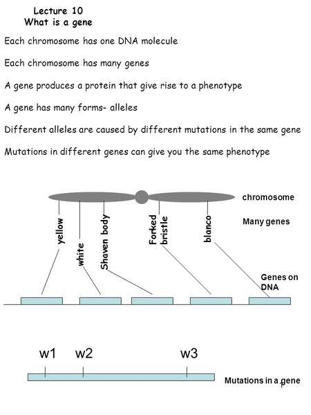 1 Lecture 10 What is a gene Each chromosome has one DNA molecule Each chromosome has many genes A gene produces a protein that give rise to a phenotype.