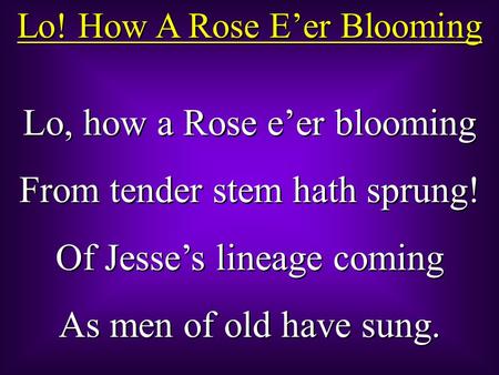 Lo! How A Rose E’er Blooming Lo, how a Rose e’er blooming From tender stem hath sprung! Of Jesse’s lineage coming As men of old have sung. Lo, how a Rose.