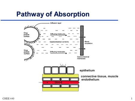 CHEE 4401 Pathway of Absorption blood endothelium epithelium connective tissue, muscle.