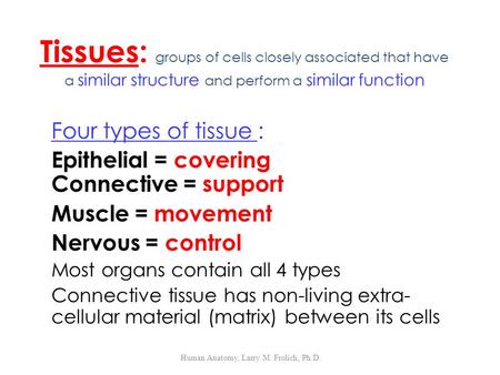 Human Anatomy, Larry M. Frolich, Ph.D. Tissues: groups of cells closely associated that have a similar structure and perform a similar function Four types.