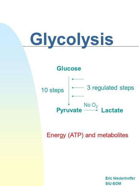 Glycolysis Eric Niederhoffer SIU-SOM Glucose Pyruvate Lactate 10 steps No O 2 Energy (ATP) and metabolites 3 regulated steps.