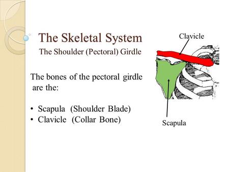 The Skeletal System The Shoulder (Pectoral) Girdle The bones of the pectoral girdle are the: Scapula (Shoulder Blade) Clavicle (Collar Bone) Clavicle Scapula.