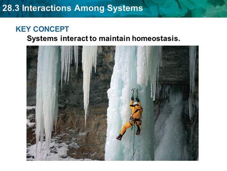 28.3 Interactions Among Systems KEY CONCEPT Systems interact to maintain homeostasis.