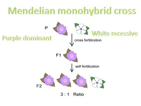 Degrees of freedom. This number is one less than the total number of classes of offspring in a cross. In a monohybrid cross, such as our Case 1, there.