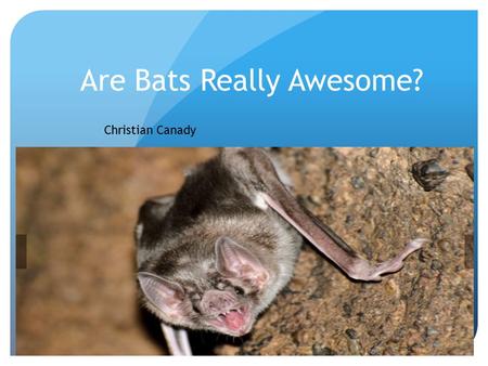 Are Bats Really Awesome? Christian Canady Interactions with other plants and animals ? They interact with other bats, moths, but it dose not interact.