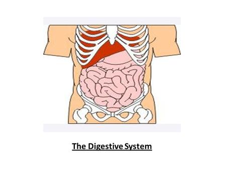 The Digestive System The Digestive System. Your Mouth As you lift the food up towards your mouth, what is the first thing you do to begin breaking it.