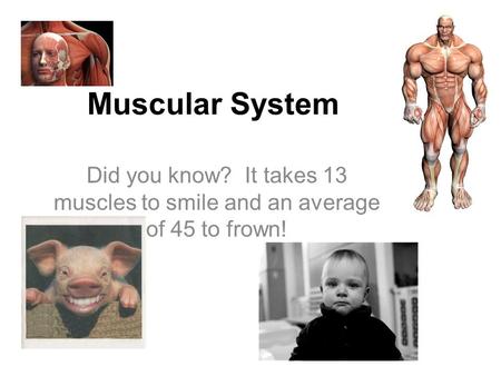 Muscular System Did you know? It takes 13 muscles to smile and an average of 45 to frown!