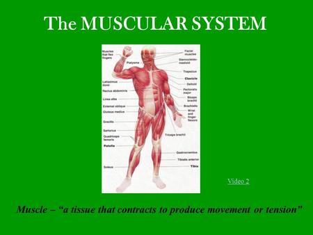 The MUSCULAR SYSTEM Muscle – “a tissue that contracts to produce movement or tension” Video 2.